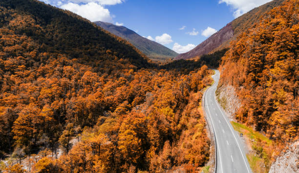 Road through dens forest in South Island, New Zealand. stock photo