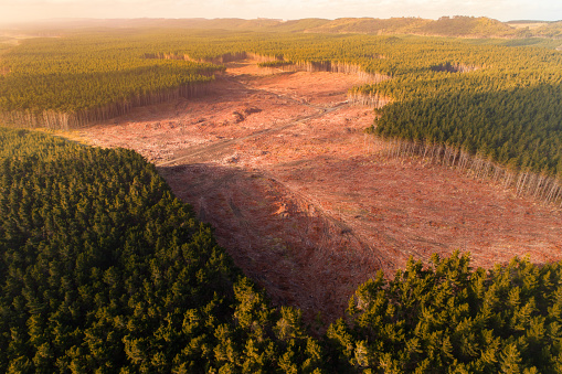 Aerial view of timber industry in New Zealand.