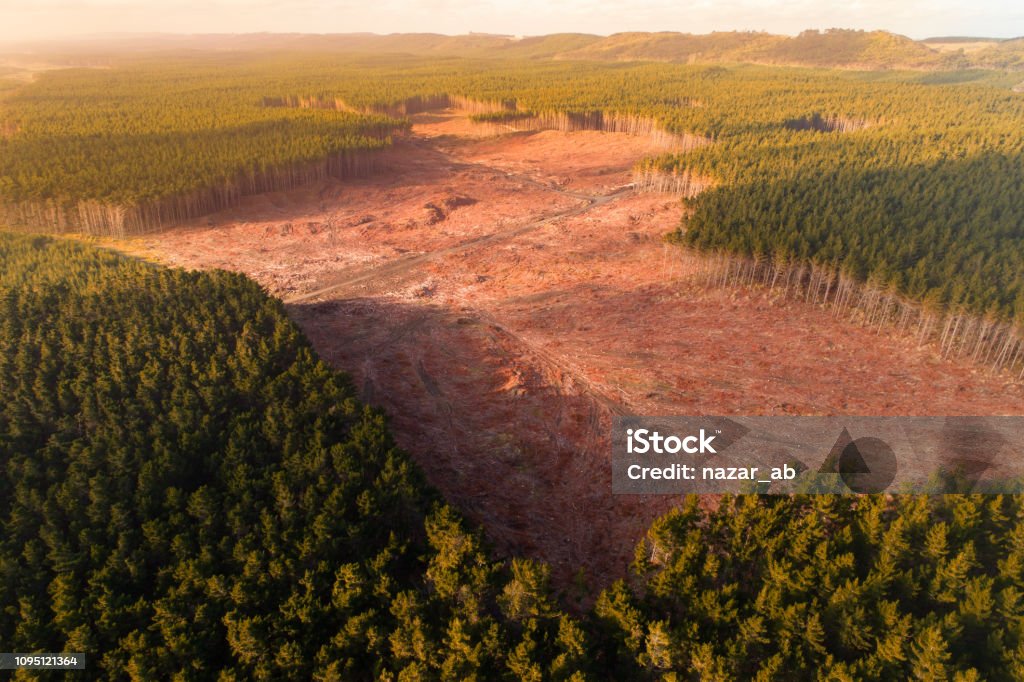 Timber industry. Aerial view of timber industry in New Zealand. Deforestation Stock Photo
