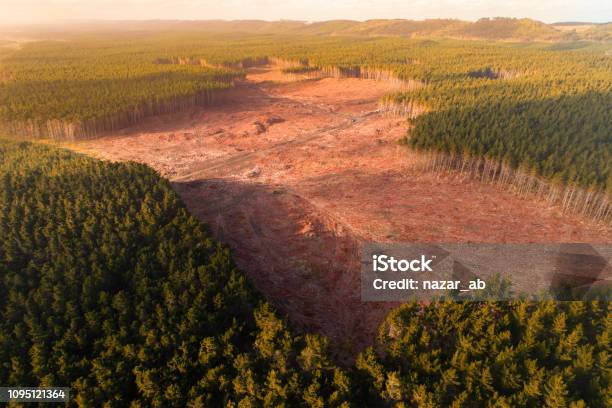 Timber Industry Stock Photo - Download Image Now - Deforestation, New Zealand, Aerial View