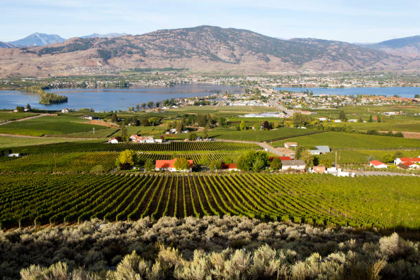 vigneto lago osoyoos - lake osoyoos foto e immagini stock