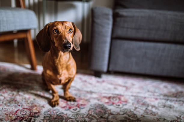 Beautiful dachshund dog in sunny living room Brown dachshund dog On Sunny Day At Home dachshund photos stock pictures, royalty-free photos & images