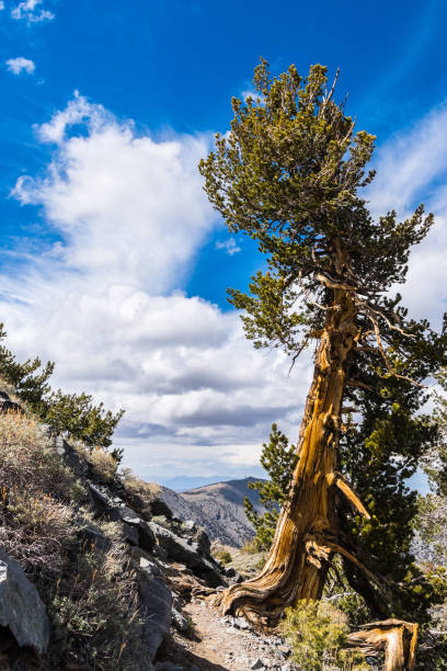 pino setolenone (pinus longaeva) sulla strada per telescope peak, panamint mountain range, death valley national park, california - bristlecone pine foto e immagini stock
