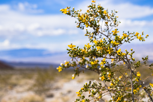 Creosote bush (Larrea tridentata) blooming in Death Valley National Park, California