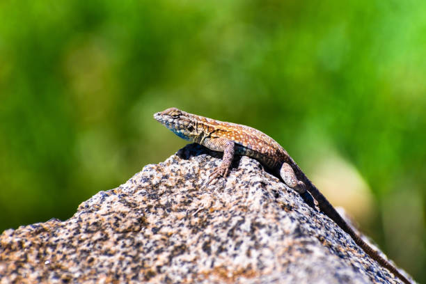 Side view of Western Side-blotched Lizard (Uta stansburiana elegans) sitting on a rock on a sunny day