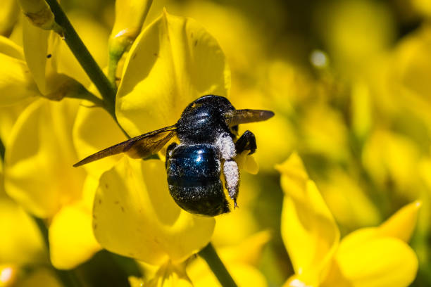 istock Bee pollinating Spanish broom (Spartium junceum) flowers 1095142700