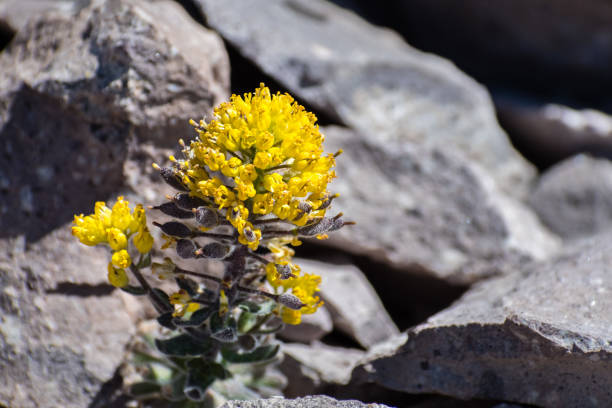 mt. lassen draba (draba aureola) kwiaty kwitnące wśród skał na wysokich szlakach elewacji lassen wulkaniczny park narodowy, północnej kalifornii - mt lassen zdjęcia i obrazy z banku zdjęć