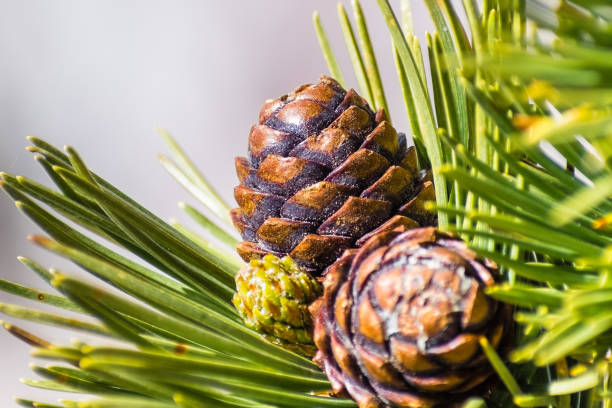 крупным планом whitebark pine (pinus albicaulis) конусы окружены длинными, зелеными, иглами - pine tree nature macro needle стоковые фото и изображения