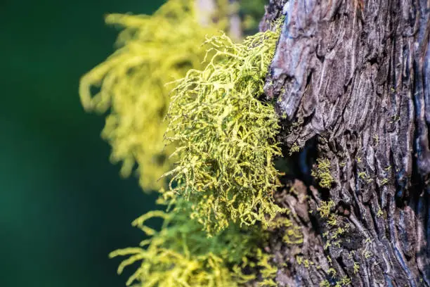 Wolf Lichen (Letharia vulpina) growing on the bark of pine trees in Lassen Volcanic National Park, Northern California