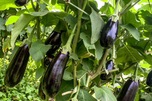 berinjela no jardim. berinjela berinjela orgânica fresca. roxa beringela, crescendo no solo. - eggplant vegetable vegetable garden plant - fotografias e filmes do acervo