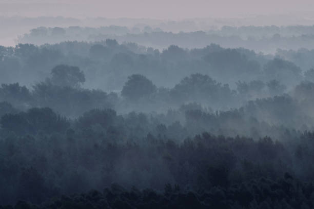 istock Mystical view on forest under haze at early morning. Eerie mist among layers from tree silhouettes in taiga under predawn sky. Atmospheric minimalistic landscape of majestic nature in faded blue tones 1095148414