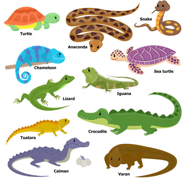 파충류 벡터 동물 파충류 문자 도마뱀 거북이 구 아나를 - reptile stock illustrations