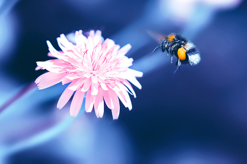 Amazing artistic natural background. Bumblebee flying over fantastic pink dandelion flower. Macro image. Natural background. Purple colored artistic macro image