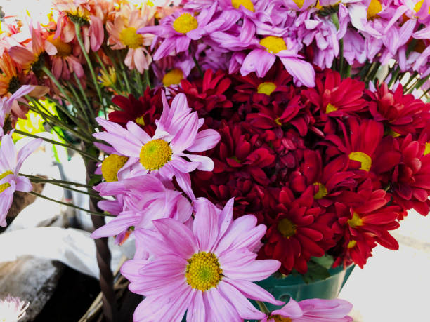istock Multicolored flowers on a sunny day outside. Close-up shot 1095155408