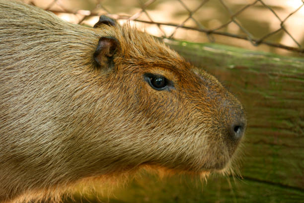 istock Close-Up Of Capybara At Zoo 1095156620