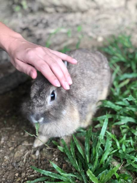 istock Cropped Image Of Hand Touching Rabbit 1095156762
