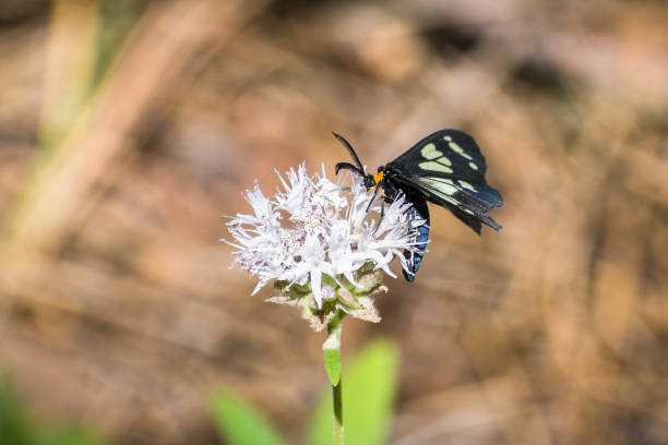 papillon de nuit voiture de police (gnophaela vermiculata) nourrissent une montagne coyote menthe fleur sauvage, - beebalm photos et images de collection