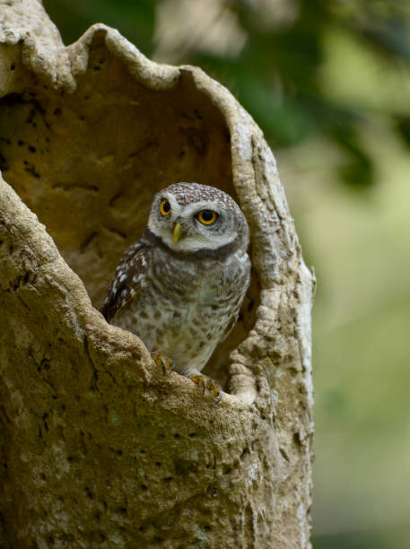 istock Spotted owlet in the wood hollow 1095159578
