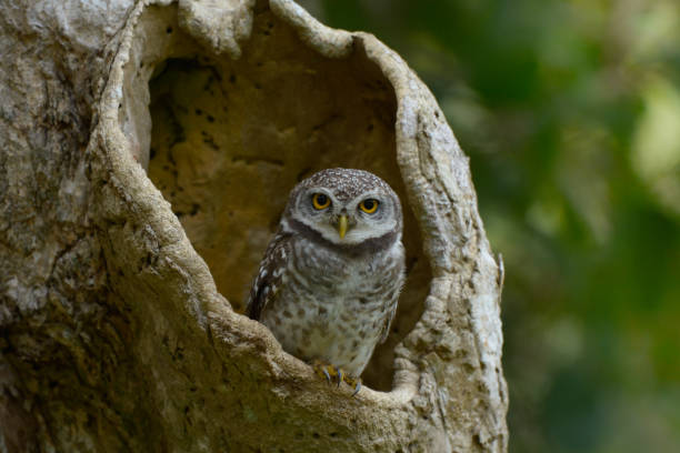 istock Spotted owlet in the wood hollow 1095159608