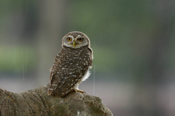 istock Spotted owlet in the wood hollow 1095159654