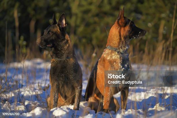 Two Obedient Belgian Shepherd Malinois Dogs Sitting Together On A Snow And Looking In Different Directions In Winter Stock Photo - Download Image Now