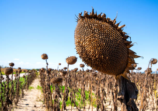 Vintage withered sunflowers stock photo
