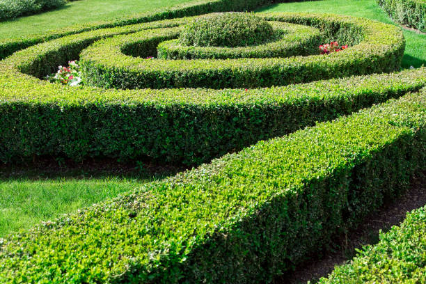 istock boxwood hedge with trimmed bushes planted in a spiral pattern. 1095170160