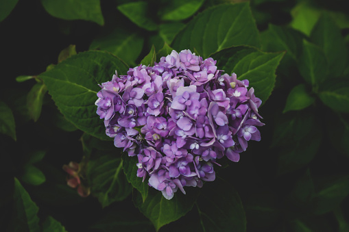 Foto racimo de flores moradas – Imagen Flor gratis en Unsplash