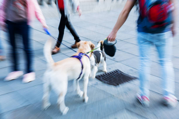 istock two leashed dogs meeting in the city with zoom effect 1095174062