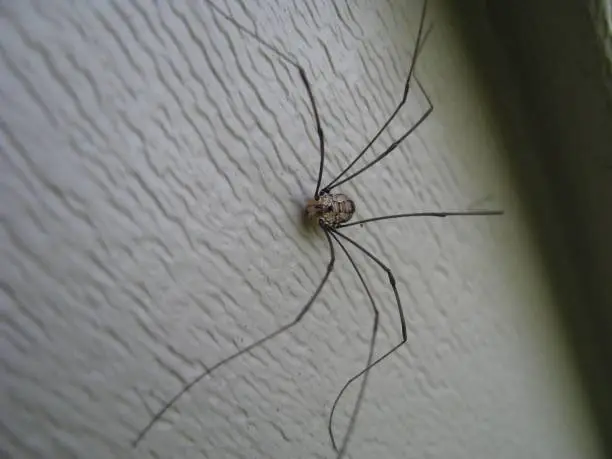 An arachnid known as a daddy long legs is charging toward you. His long legs are segmented and his body is in perfect focus. This photo features an odd angle, which adds to the creepy factor.