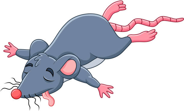 ilustrações de stock, clip art, desenhos animados e ícones de cartoon dead mouse - dead animal mouse dead body death