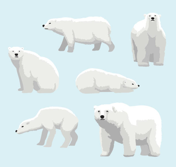 만화 현실적인 스타일 북극곰 벡터 일러스트 레이 션 - polar bear arctic global warming ice stock illustrations