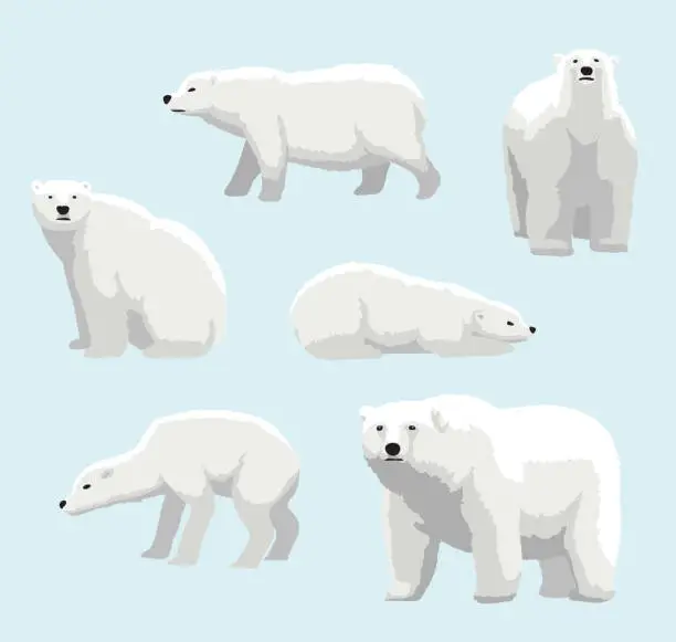 Vector illustration of Cartoon Realistic Style Polar Bear Vector Illustration