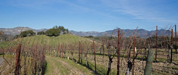 viognier 포도 원 캘리포니아 중앙 미국에서 - vineyard california santa barbara county panoramic 뉴스 사진 이미지