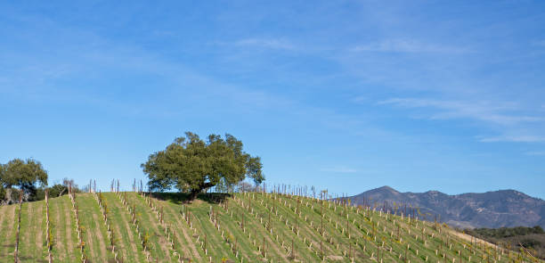 포도 원 캘리포니아 중앙 미국에 있는 언덕에 론 오크 트리 - vineyard california santa barbara county panoramic 뉴스 사진 이미지