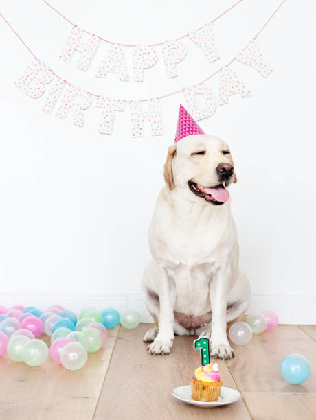 istock Cute Labrador Retriever celebrating its first birthday 1095184636
