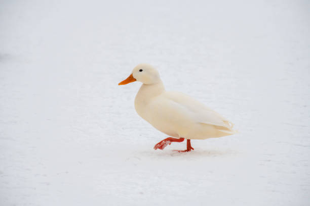 istock Wild duck mallard white rare mutant winter 1095185824