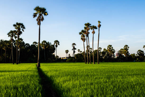 istock Landscape Sugar palm  trees  and Rice field . 1095188806