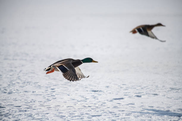 istock Wild duck mallard white snow winter fly 1095191826