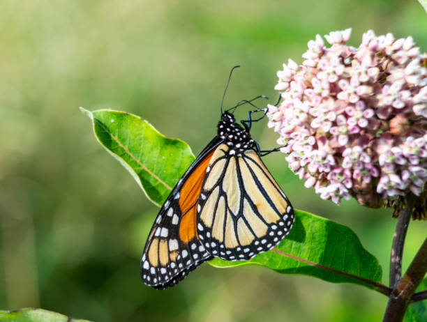 istock A Monarch Butterfly feeds on Milkweed Blooms. 1095191980