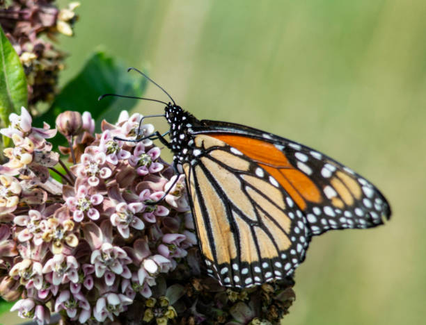 istock Monarch Butterfly feeding on a Milkweed Plant. 1095192026