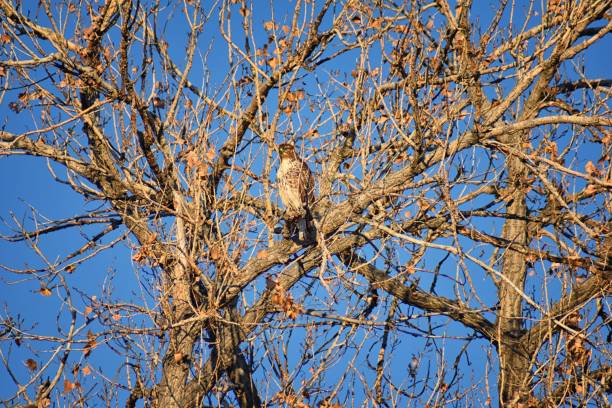 Adult Swainson's hawk (Buteo swainsoni) large Buteo hawk of the Falconiformes. Colloquially known as the grasshopper hawk or locust hawk. Views of in flight and perching in tree around dusk and sunset in Colorado in Broomfield, by Denver. United States. adultos aguilucho langostero (buteo swainsoni) gran halcón buteo de las falconiformes. coloquialmente conocido como el halcón de saltamontes o langosta halcón. vista en vuelo y percha en el árbol alrededor de atardecer y puesta de sol en colorado en br