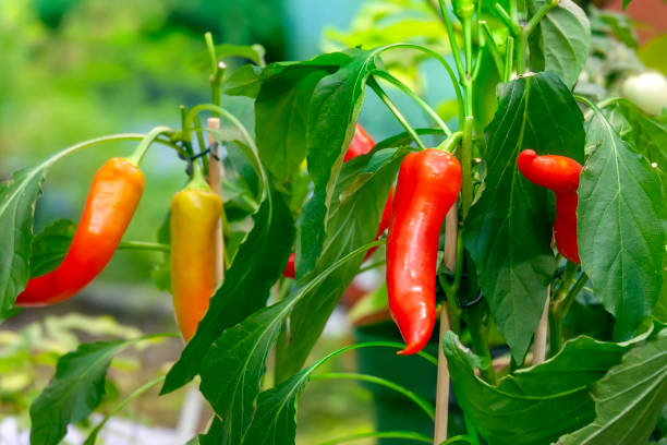 kuvapankkikuvat ja rojaltivapaat kuvat aiheesta kuumaa chilipippuria puutarhassa kasvavilla pensailla - pepper plant
