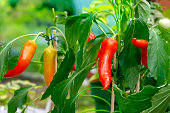 Hot chili peppers on bushes growing in a garden