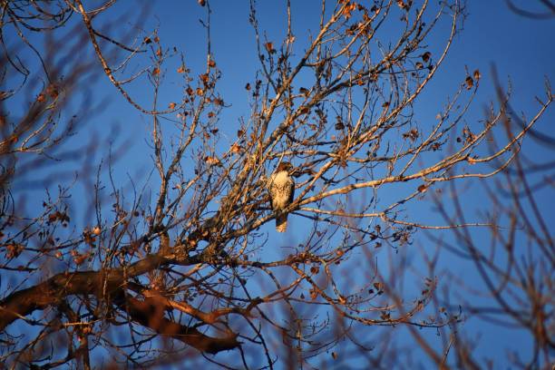 Adult Swainson's hawk (Buteo swainsoni) large Buteo hawk of the Falconiformes. Colloquially known as the grasshopper hawk or locust hawk. Views of in flight and perching in tree around dusk and sunset in Colorado in Broomfield, by Denver. United States. adultos aguilucho langostero (buteo swainsoni) gran halcón buteo de las falconiformes. coloquialmente conocido como el halcón de saltamontes o langosta halcón. vista en vuelo y percha en el árbol alrededor de atardecer y puesta de sol en colorado en br