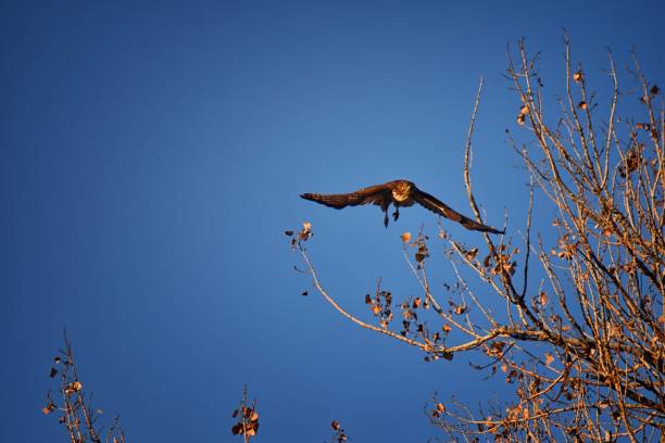 Adult Swainson's hawk (Buteo swainsoni) large Buteo hawk of the Falconiformes. Colloquially known as the grasshopper hawk or locust hawk. Views of in flight and perching in tree around dusk and sunset in Colorado in Broomfield, by Denver. United States. adultos aguilucho langostero (buteo swainsoni) gran halcón buteo de las falconiformes. coloquialmente conocido como el halcón de saltamontes o langosta halcón. vista en vuelo y percha en el árbol alrededor de atardecer y puesta de sol en colorado en br