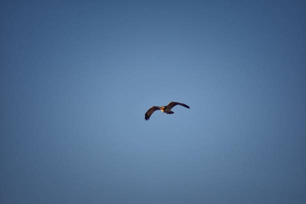 Adult Swainson's hawk (Buteo swainsoni) large Buteo hawk of the Falconiformes. Colloquially known as the grasshopper hawk or locust hawk. Views of in flight and perching in tree around dusk and sunset in Colorado in Broomfield, by Denver. United States. adultos aguilucho langostero (buteo swainsoni) gran halcón buteo de las falconiformes. coloquialmente conocido como el halcón de saltamontes o langosta halcón. vista en vuelo y percha en el árbol alrededor de atardecer y puesta de sol en colorado en br
