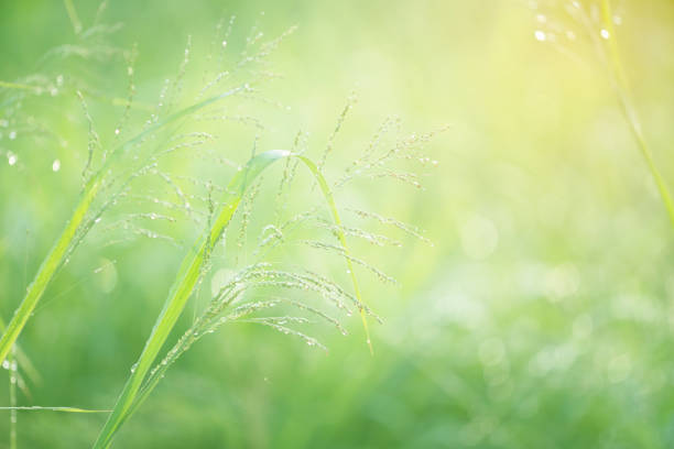 grass flower with green background