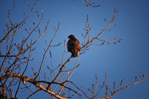 Adult Swainson's hawk (Buteo swainsoni) large Buteo hawk of the Falconiformes. Colloquially known as the grasshopper hawk or locust hawk. Views of in flight and perching in tree around dusk and sunset in Colorado in Broomfield, by Denver. United States. adultos aguilucho langostero (buteo swainsoni) gran halcón buteo de las falconiformes. coloquialmente conocido como el halcón de saltamontes o langosta halcón. vista en vuelo y percha en el árbol alrededor de atardecer y puesta de sol en colorado en br