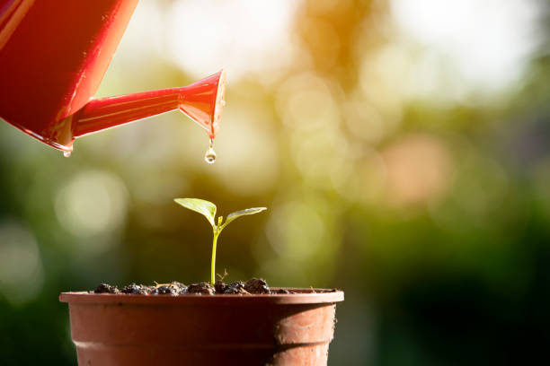 irrigazione giovane albero con annaffiare vaso - annaffiare foto e immagini stock